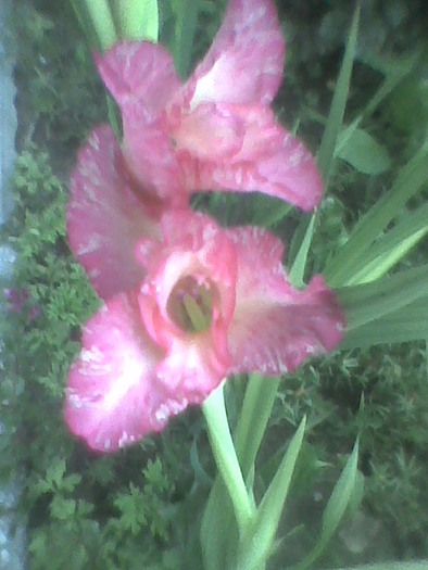 Imag0102 - GLADIOLE 2010