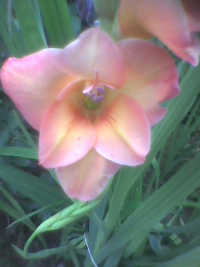 Imag0106 - GLADIOLE 2010