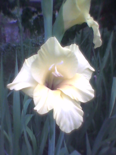 Imag0108 - GLADIOLE 2010