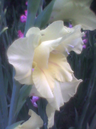 Imag0109 - GLADIOLE 2010