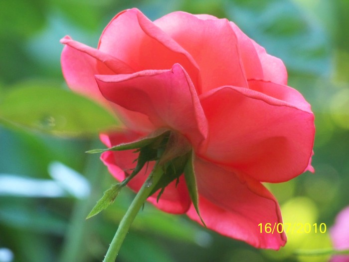 100_5713 - 13 17 iulie 2010