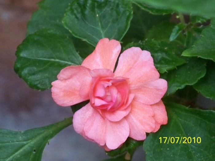 100_5824 - 13 17 iulie 2010