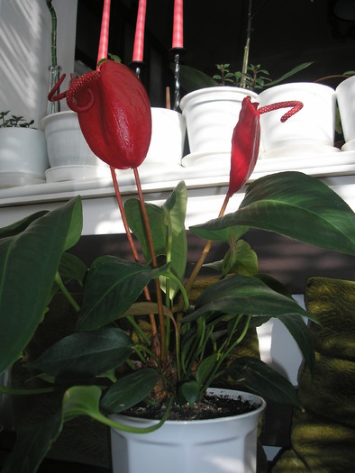 Anthurium scherzerianum