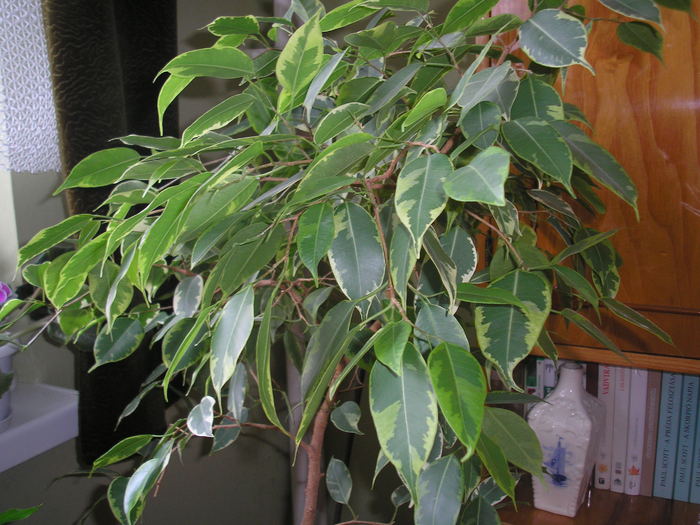 Ficus benjamina - PLANTE DE INTERIOR