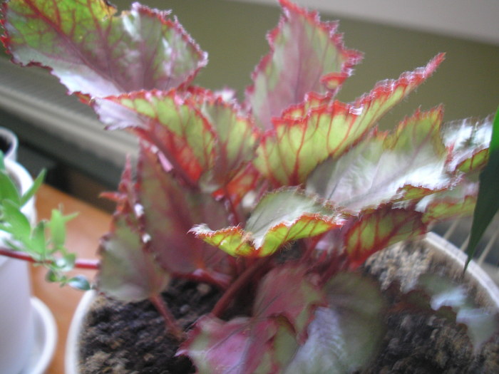 Begonia rex - PLANTE DE INTERIOR