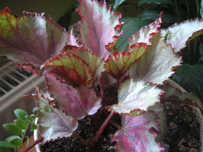 Begonia rex - PLANTE DE INTERIOR