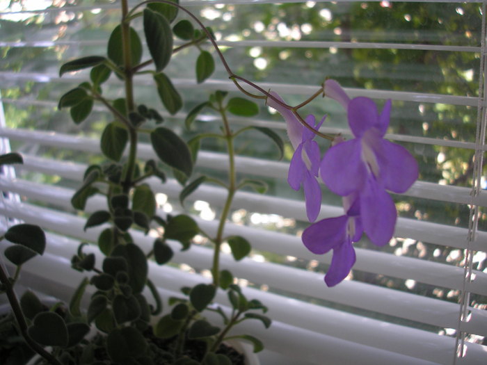 Streptocarpella - ALTE GESNERIACEAE