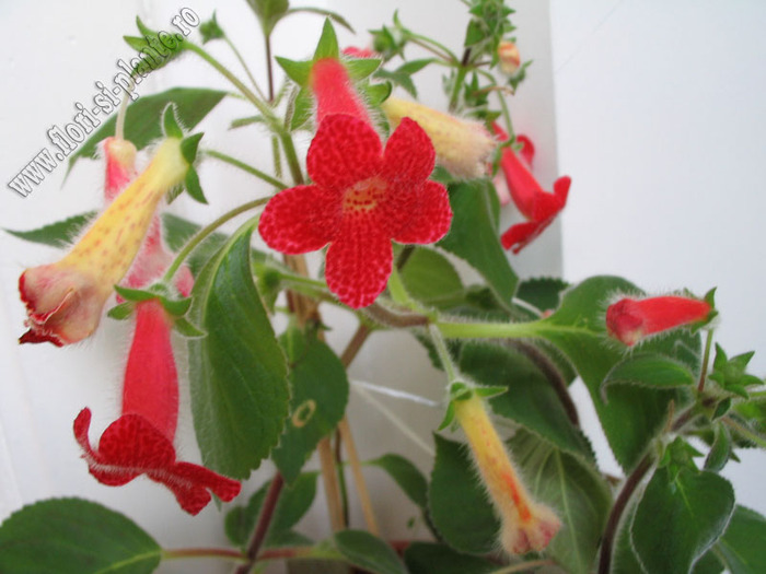 Kohleria Astarte 9