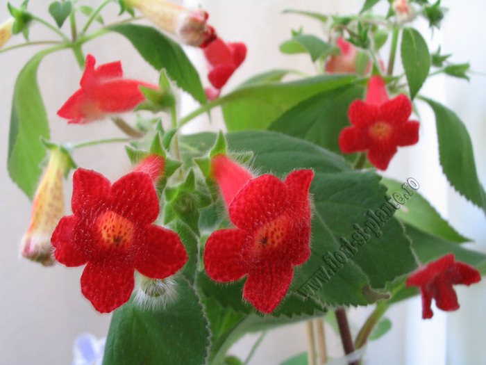 Kohleria Astarte 10