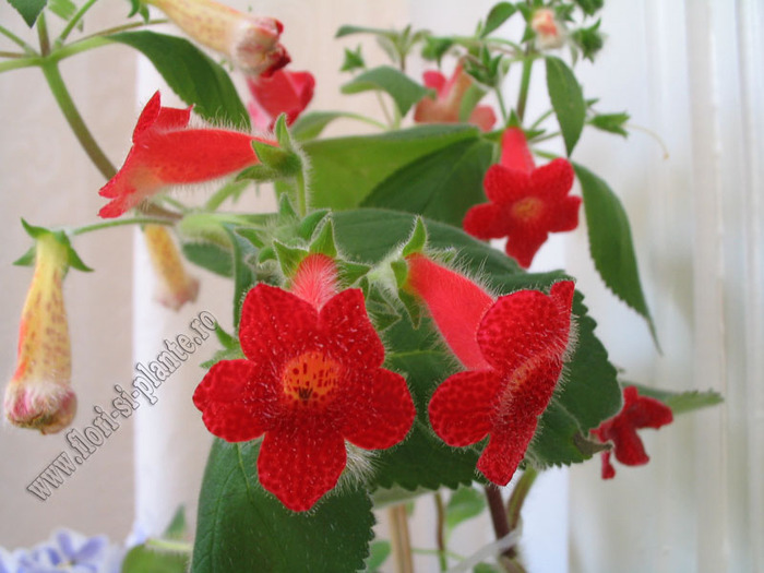 Kohleria Astarte 11