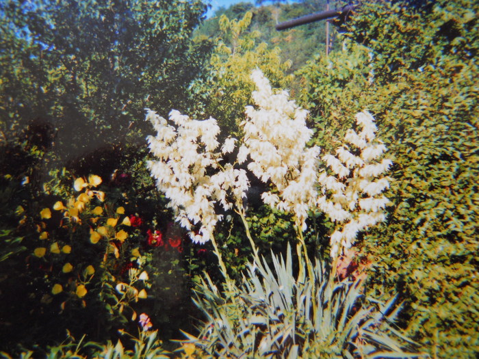 yuca de gradina - 4  Flori vara 2010