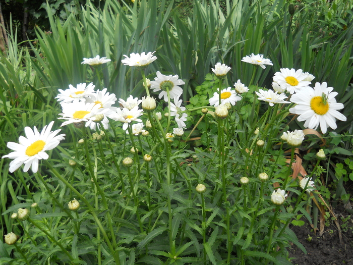 margarete - 4  Flori vara 2010