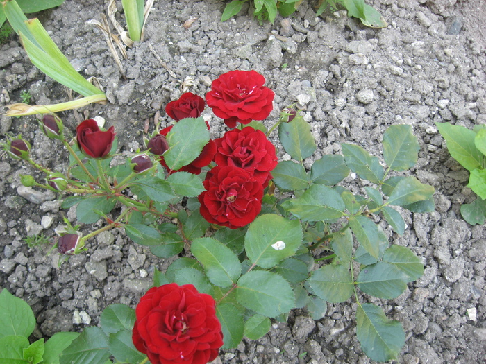 IMG_0200 - trandafiri