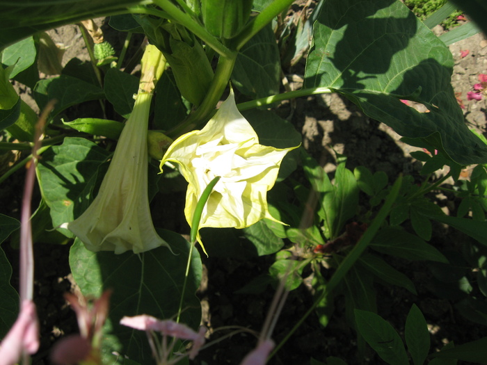 IMG_0207 - datura