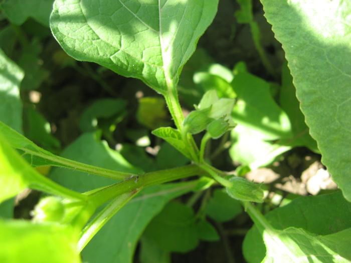 IMG_0213 - physalis