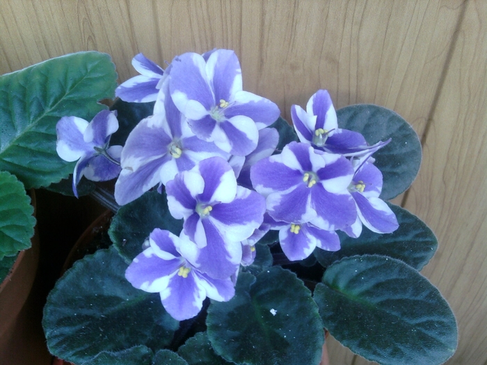 SP_A1246 - violete