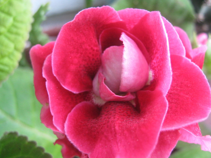 Picture 237 - gloxinia tigrina red dubla 2010