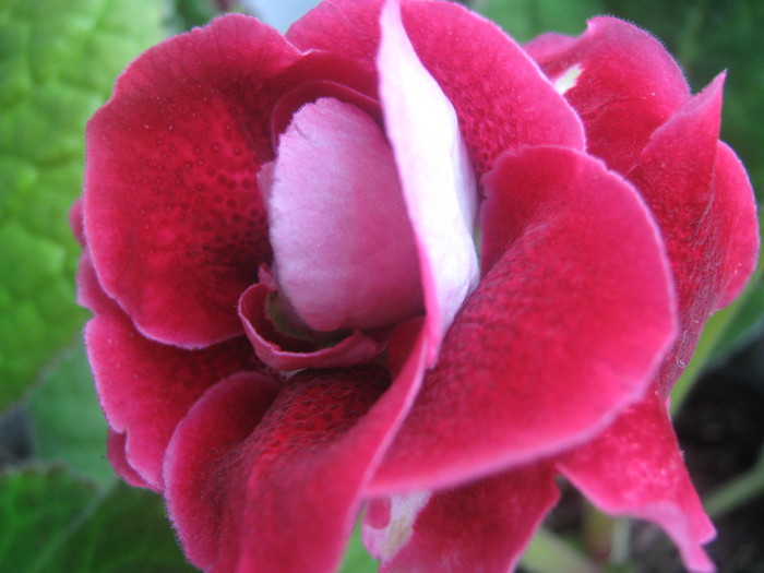 Picture 238 - gloxinia tigrina red dubla 2010