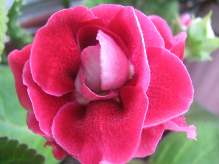 Picture 239 - gloxinia tigrina red dubla 2010