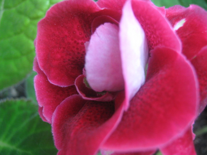 Picture 240 - gloxinia tigrina red dubla 2010