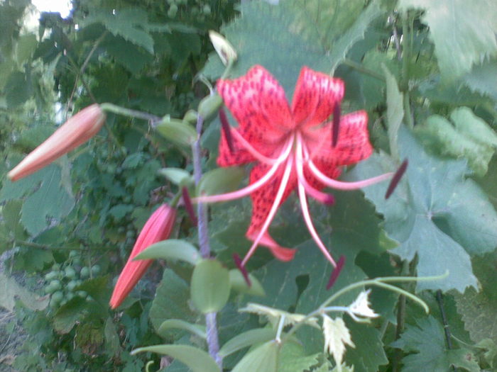 14072010(001) - CRIN-hemerocallis