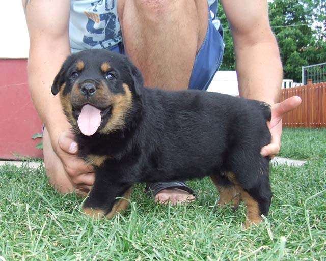 rottweiler-Kira