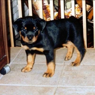 rottweiler