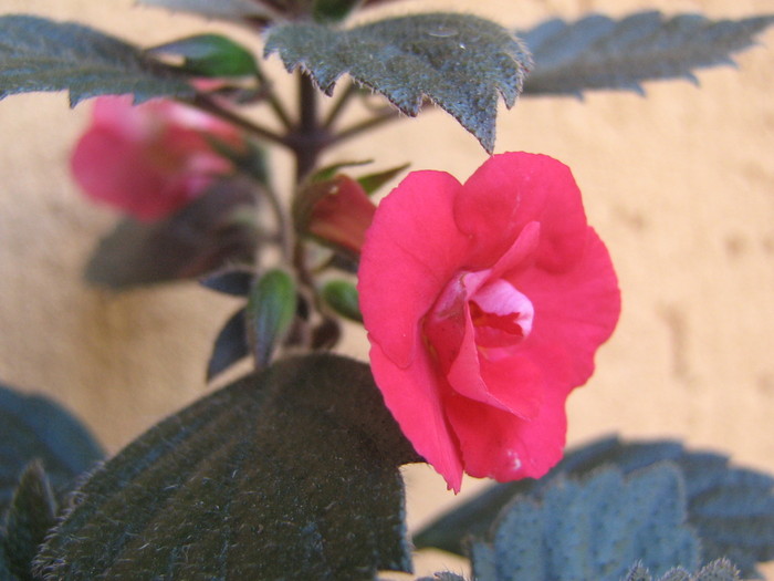 achimenes Stan's Delight