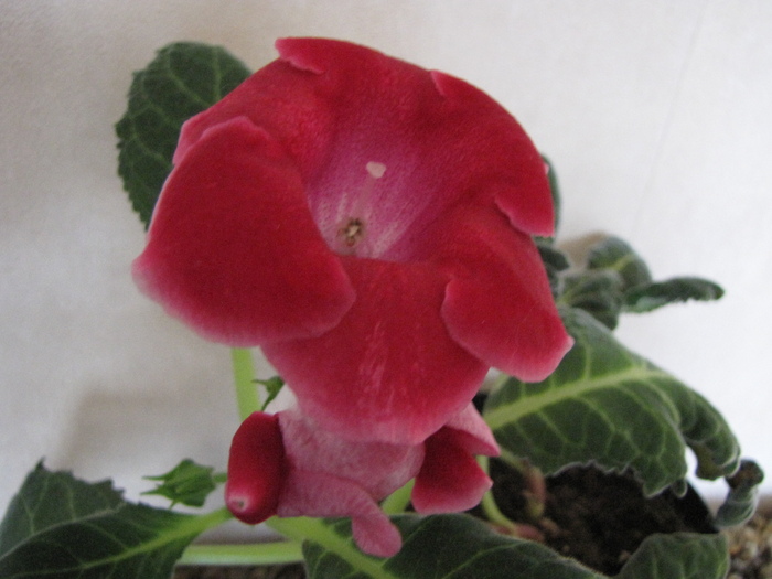 Gloxinia Blanche de Meru (nu prea seamana) 13 iul 2010 - gloxinia