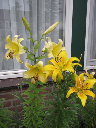 Crini galbeni doua nunate 14 iul 2010 (1)