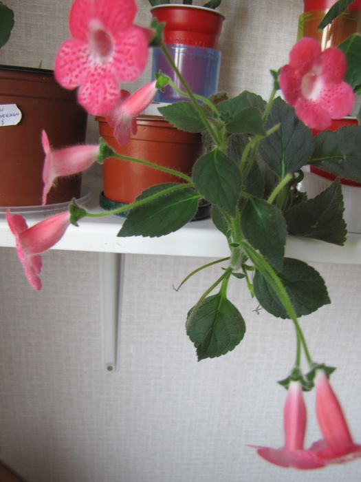 Kohleria Sunshine (Opiadc 2009) 14 iul 2010 (1)