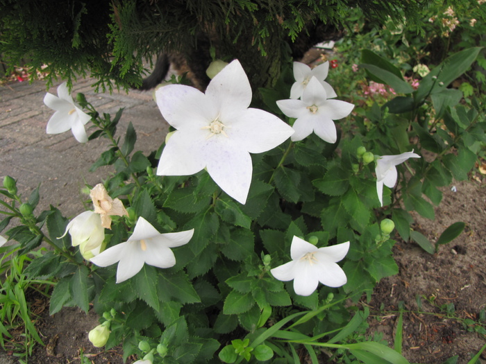 Platycodon alb 17 iul 2010 (1) - plante diverse