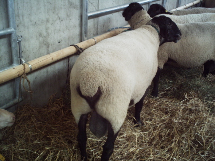 Berbec suffolk- 175 kg-Zeus-Ural - elfriede -schutz -hermann-oi de carne