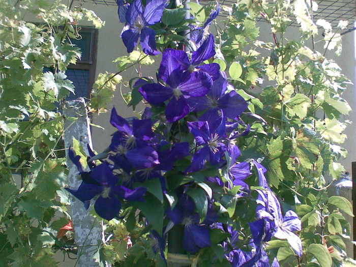 clematis - gard viu