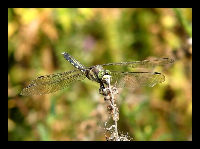 libelula - Animalutele mele