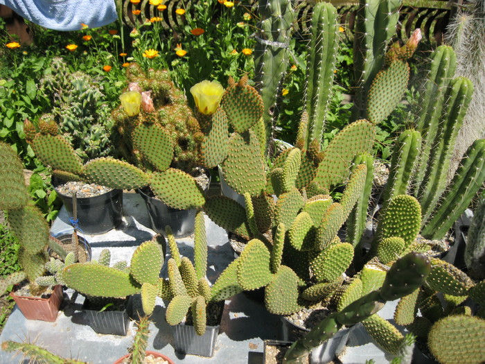 Kaktuszok 2010.jul.18 070 - Flori 2010