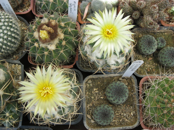 Kaktuszok 2010.jul.18 043 - Coryphantha-Escobaria