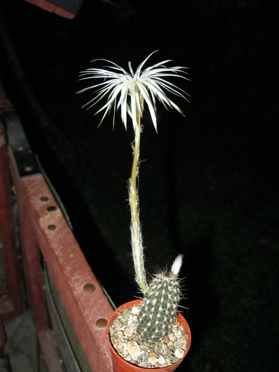 Kaktuszok 2010.jul.18 007 - Echinopsis-Lobivia