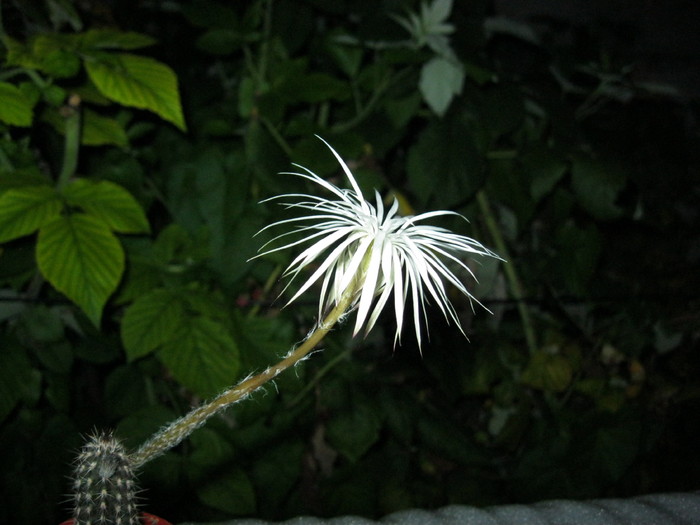 Kaktuszok 2010.jul.18 009 - Echinopsis-Lobivia