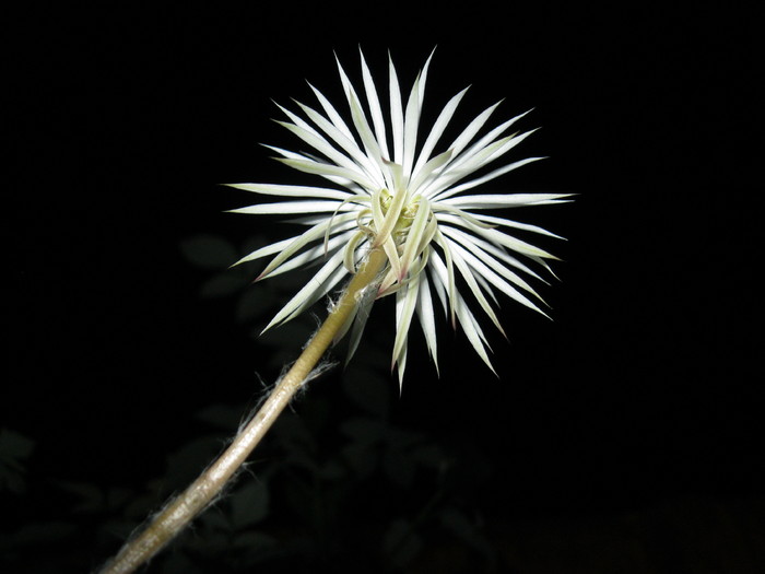 Kaktuszok 2010.jul.18 011 - Echinopsis-Lobivia