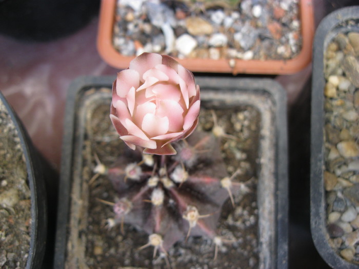 Kaktuszok 2010.jul.18 045 - Gymnocalycium