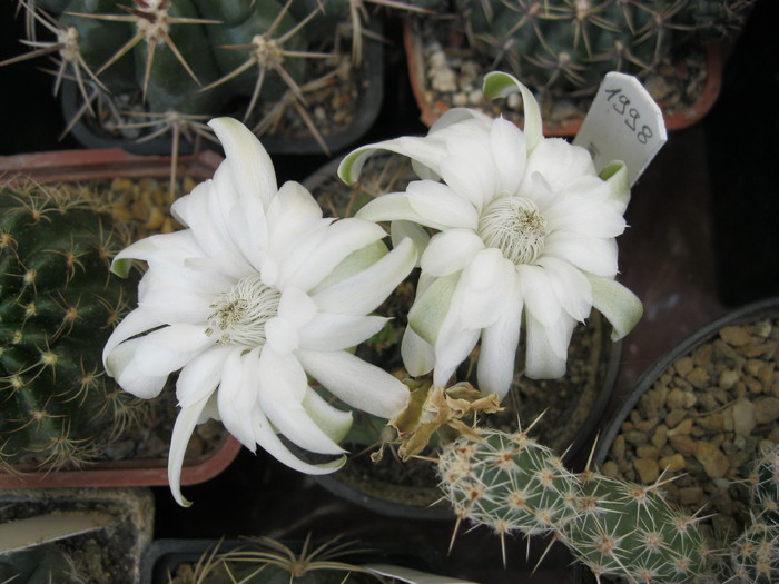 Kaktuszok 2010.jul.18 046 - Gymnocalycium