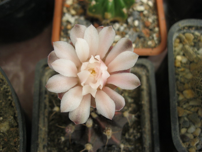 Kaktuszok 2010.jul.18 050 - Gymnocalycium