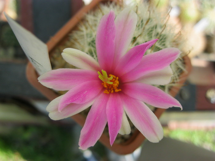 Kaktuszok 2010.jul.18 030 - Mammillaria