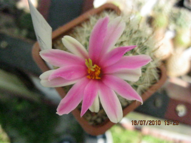 Kaktuszok 2010.jul.18 031 - Mammillaria