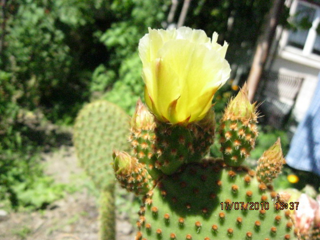 Kaktuszok 2010.jul.18 066 - Opuntia