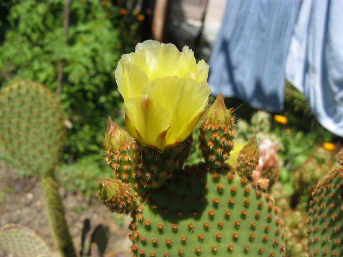 Kaktuszok 2010.jul.18 068 - Opuntia