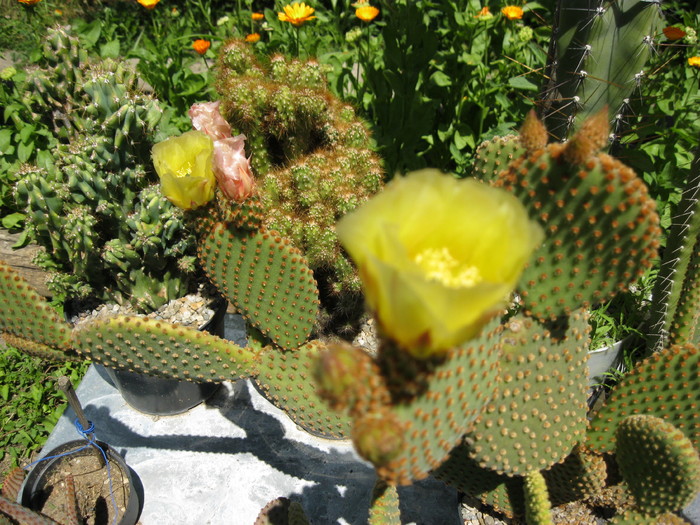 Kaktuszok 2010.jul.18 069 - Opuntia