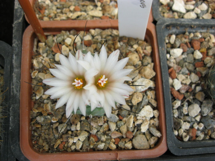 T. swarzii - Turbinicarpus