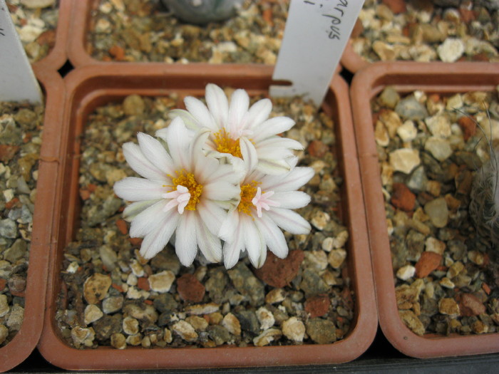 T. polaskii